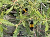 Lassen Volcanic National Park