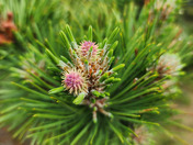 Acadia National Park