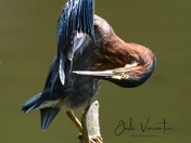 The Contortionist of the Wetlands