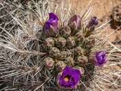 Big Bend National Park