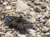Big Bend National Park