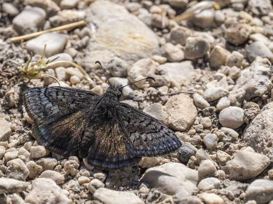 Big Bend National Park