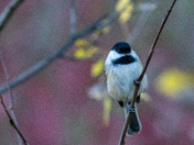 Chickadee