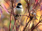 Chickadee