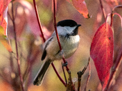 Chickadee
