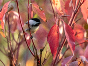 Chickadee