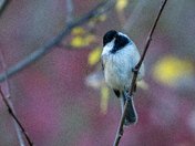 Chickadee
