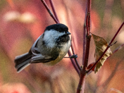 Chickadee