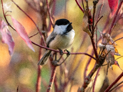 Chickadee