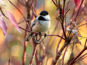 Chickadee