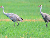 Sandhill Crane migration 