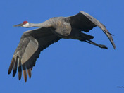 Sandhill Crane migration 
