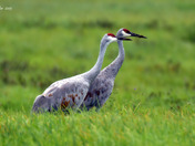 Sandhill Crane migration 