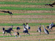 Sandhill Crane migration 