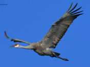 Sandhill Crane migration 
