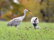 Sandhill Crane migration 