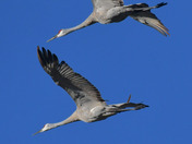 Sandhill Crane migration 