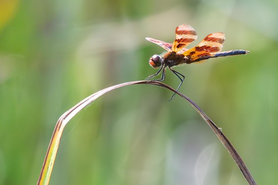 Horicon National Wildlife Refuge