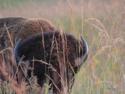 Neal Smith National Wildlife Refuge