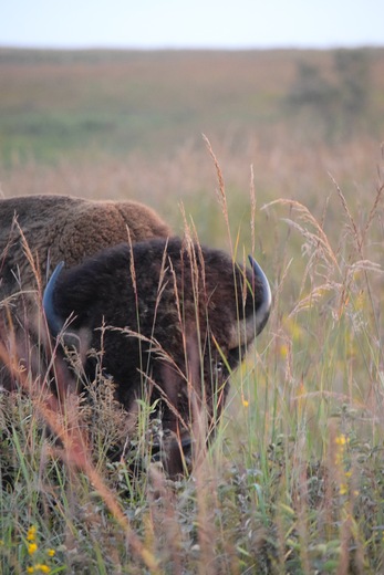 Neal Smith National Wildlife Refuge