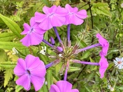 Monongahela National Forest