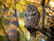 Autumn Barred Owl