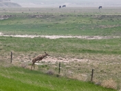 Badlands National Park