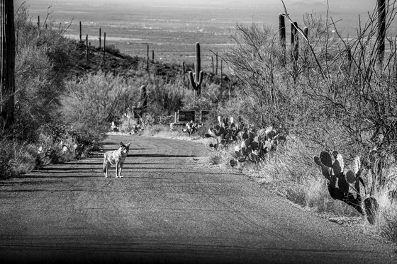 Saguaro National Park