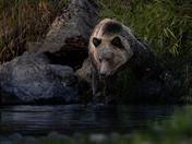 Grizzly at Tweedsmuir