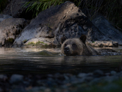 Grizzly at Tweedsmuir