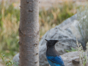 Steller's jay