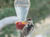woodpecker