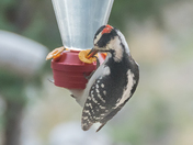woodpecker