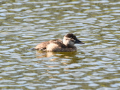 Immature Ruddy duck