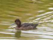 Immature Scauoe