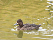 Immature Lesser Scaupe