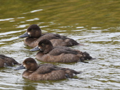 Scaupe siblings