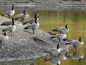 Garding their island