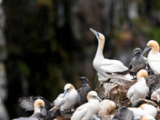 Gannet on Rock