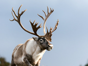 Caribou on the Run