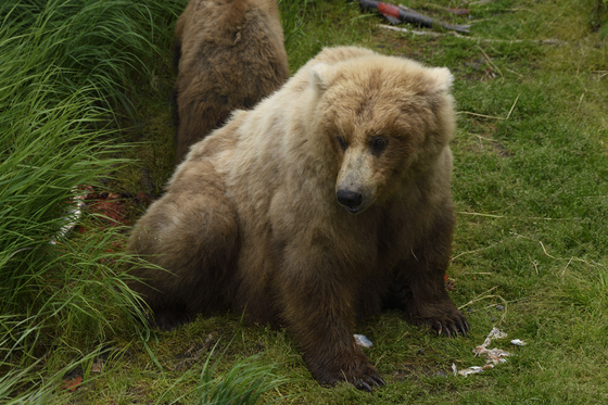 Katmai National Park