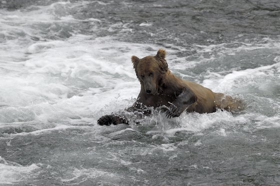 Katmai National Park