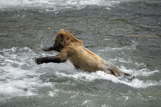 Katmai National Park