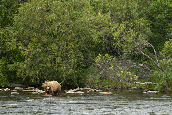 Katmai National Park