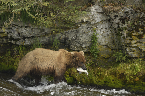 Katmai National Park