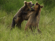 Katmai National Park