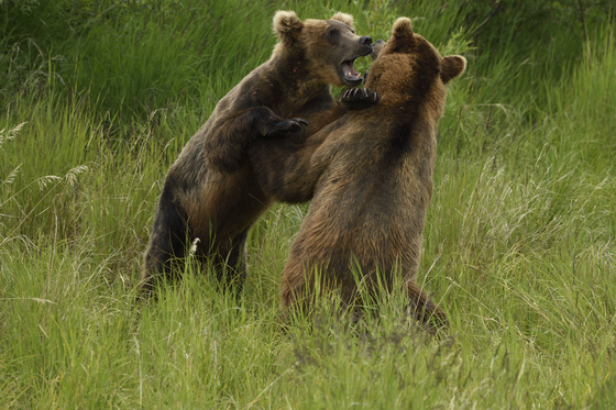 Katmai National Park