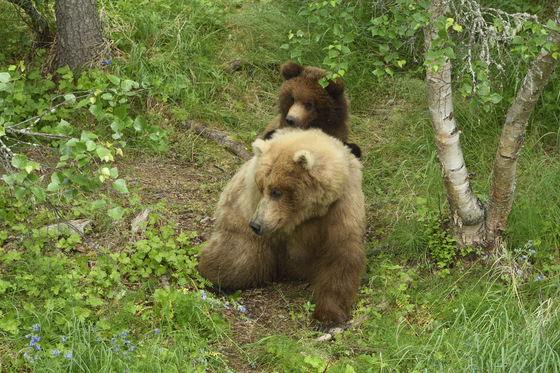 Katmai National Park
