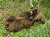 Katmai National Park