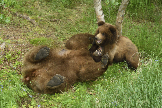 Katmai National Park